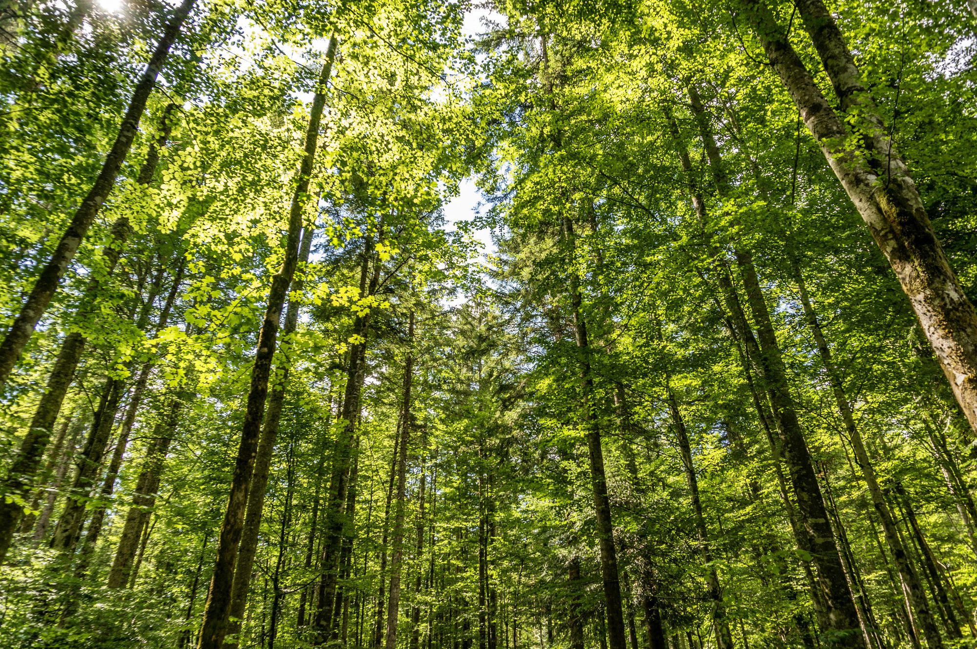 Bosque alto con luz entre las hojas